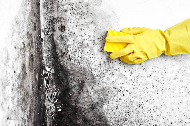 Best Mold Remediation for Specific Building Types in Claymont, DE
